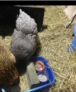 Deals 😀 Cozy Products 200 Watt Chicken Coop Heater - CL-COOP - Electric Heaters 🎁 -Heating Shop 244ecb6bd0c7db764e0f6b5ec8836cc47a4fd1a6 1 24 145